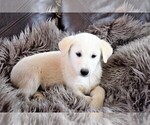 Small Photo #9 Labrador Retriever-Samoyed Mix Puppy For Sale in SUGAR CITY, ID, USA