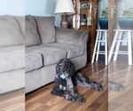 Small Photo #1 Poodle (Standard) Puppy For Sale in TAYLOR, MI, USA