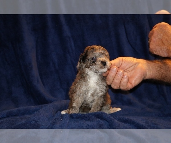 Medium Photo #5 Poodle (Toy) Puppy For Sale in DYERSBURG, TN, USA