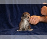 Small Photo #5 Poodle (Toy) Puppy For Sale in DYERSBURG, TN, USA