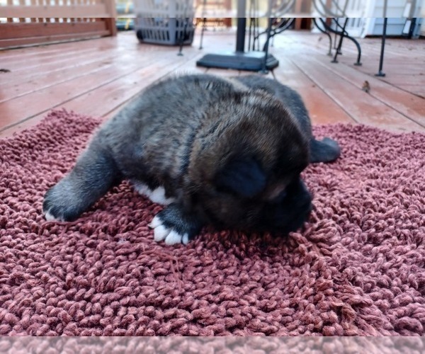 Medium Photo #2 Akita Puppy For Sale in LOUISVILLE, KY, USA