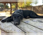 Small #2 Labrador Retriever Mix