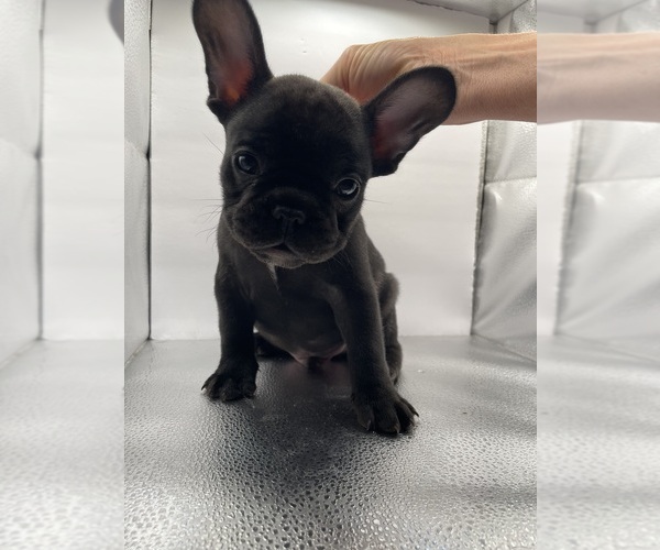 Medium Photo #11 French Bulldog Puppy For Sale in CLEARWATER, FL, USA