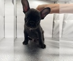 Small Photo #11 French Bulldog Puppy For Sale in CLEARWATER, FL, USA