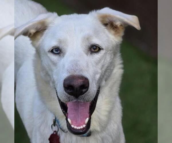 Medium Photo #12 Huskies -Unknown Mix Puppy For Sale in San Diego, CA, USA