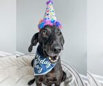 Small #18 Plott Hound-Weimaraner Mix