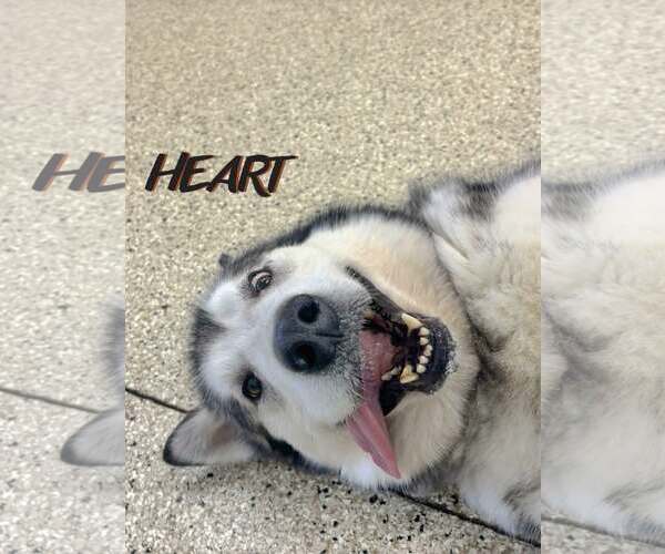 Medium Photo #4 Alaskan Malamute Puppy For Sale in Severn, MD, USA
