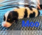 Puppy 5 Aussiedoodle Miniature 