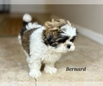 Small #3 Shih Tzu