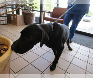 Labrador Retriever Dogs for adoption in Ocala, FL, USA