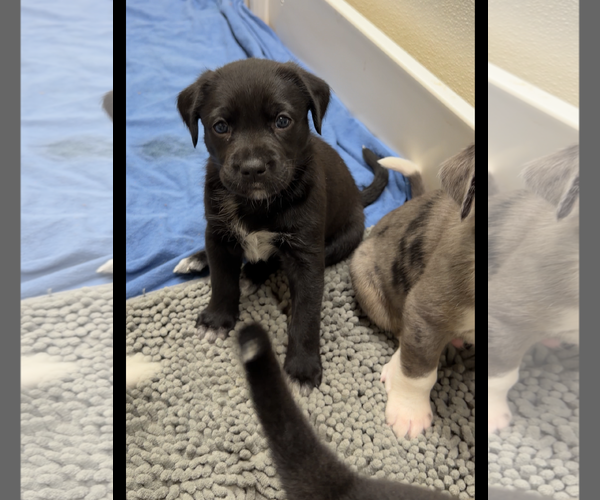 Medium Photo #2 Catahoula Leopard Dog-Unknown Mix Puppy For Sale in Green Forest, AR, USA