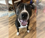 Small American Pit Bull Terrier-Great Dane Mix