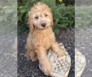 Goldendoodle mix (+ Poodle Miniature) Puppy for sale in MIDDLEBURY, IN, USA