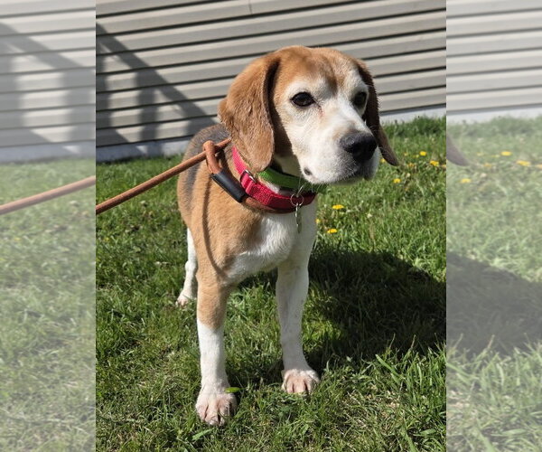 Medium Photo #2 Beagle Puppy For Sale in Crystal, MN, USA