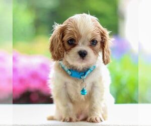 Cavalier King Charles Spaniel Puppy for Sale in ANNVILLE, Pennsylvania USA