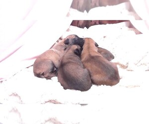 Belgian Malinois Puppy for sale in CLARKSVILLE, AR, USA