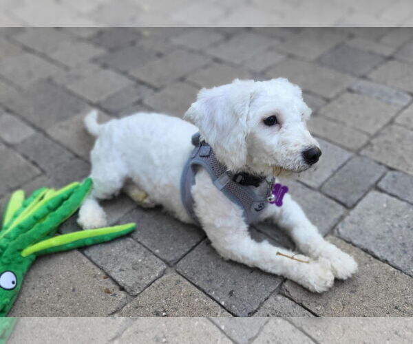 Medium Photo #4 Poodle (Miniature)-Unknown Mix Puppy For Sale in Phoenix, AZ, USA