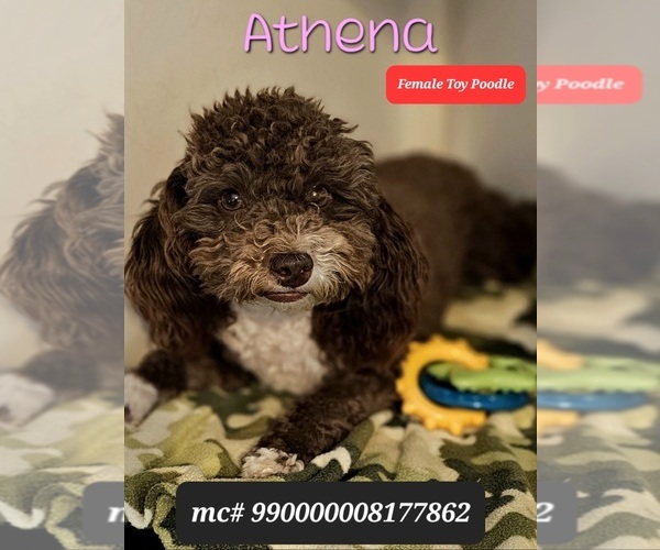 Medium Photo #1 Poodle (Toy) Puppy For Sale in TUCSON, AZ, USA