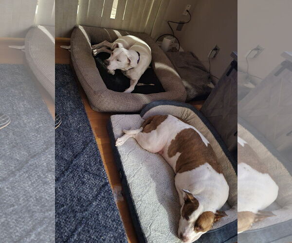 Medium Photo #4 American Pit Bull Terrier-Unknown Mix Puppy For Sale in Chandler, AZ, USA