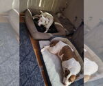 Small #3 American Pit Bull Terrier Mix
