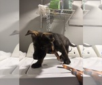 Small #3 German Shepherd Dog