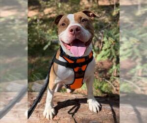 American Pit Bull Terrier-Unknown Mix Dogs for adoption in Woodland, CA, USA