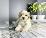 Small #2 Maltipoo