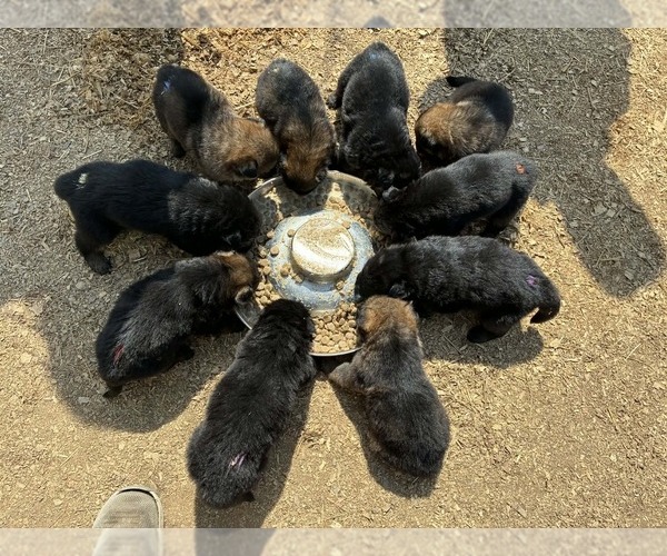Medium Photo #1 German Shepherd Dog Puppy For Sale in NEWVILLE, PA, USA