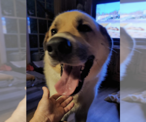 Thor - Male Great Pyrenees-Unknown Mix Dog for Adoption - Photo #3