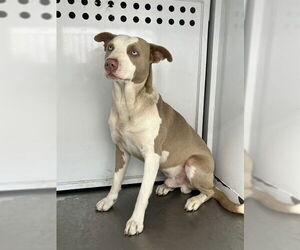 Mutt Dogs for adoption in Stockton, CA, USA