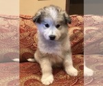 Small Photo #2 Alaskan Malamute Puppy For Sale in HENNESSEY, OK, USA