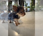 Small Photo #4 Yorkshire Terrier Puppy For Sale in BROOKLAND, AR, USA