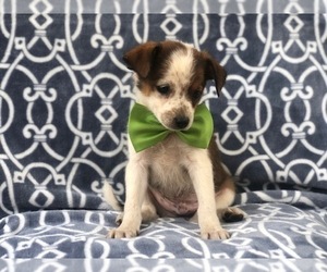 Australian Cattle Dog-Shetland Sheepdog Mix Puppy for sale in LAKELAND, FL, USA