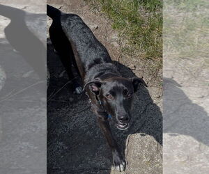 Borador Dogs for adoption in San Diego, CA, USA