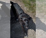 Small Borador