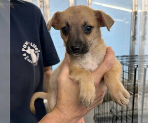 Chihuahua-Unknown Mix Dogs for adoption in Lakewood, CO, USA