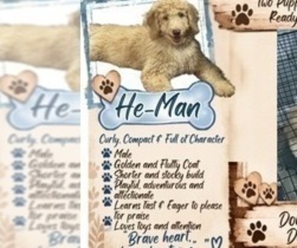 Medium Photo #3 Aussiedoodle Miniature -Poodle (Standard) Mix Puppy For Sale in COLLINSVILLE, MS, USA