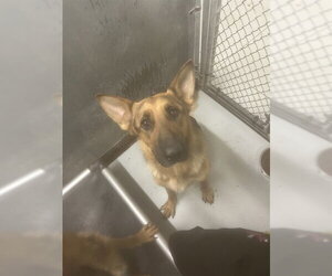 German Shepherd Dog Dogs for adoption in Conroe, TX, USA