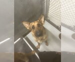 Small German Shepherd Dog