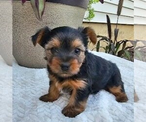Yorkshire Terrier Puppy for sale in ECONOMY, IN, USA