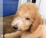 Puppy Ms Purple Poodle (Standard)