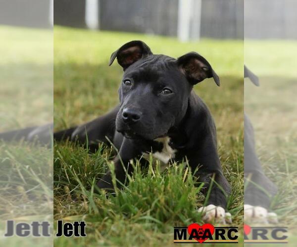 Medium Photo #3 Labrador Retriever-Unknown Mix Puppy For Sale in Maryville, TN, USA
