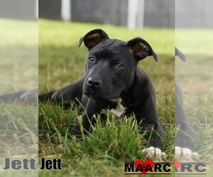 Jett - Male Labrador Retriever-Unknown Mix Dog for Adoption - Photo #3