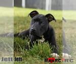 Small #2 Labrador Retriever Mix
