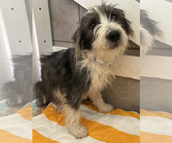 Medium Photo #3 Mutt Puppy For Sale in Pacolet, SC, USA