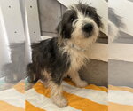 Small #2 Mutt