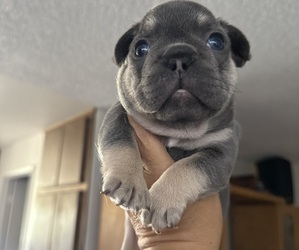 Medium French Bulldog