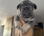 Puppy Puppy 2 French Bulldog