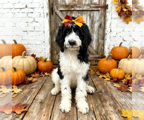 Medium Photo #1 Bernedoodle Puppy For Sale in MENIFEE, CA, USA