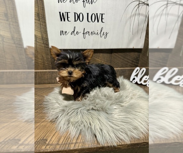 Medium Photo #4 Yorkshire Terrier Puppy For Sale in NAPPANEE, IN, USA